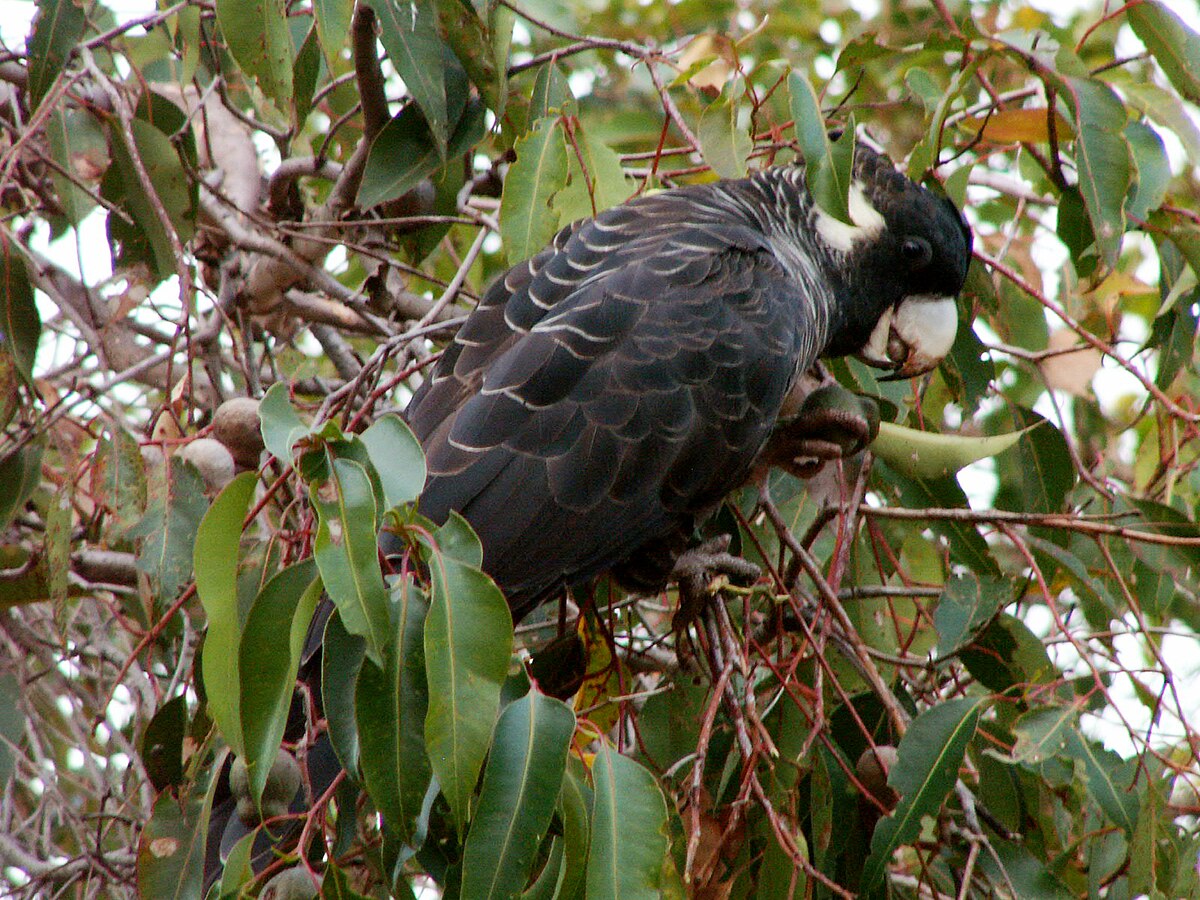 Mundaring-Kalamunda Important Bird Area