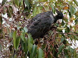 Calyptorhynchus baudinii (female) -Margaret River-8.jpg