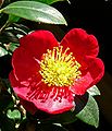 Camellia japonica - Wikipedia