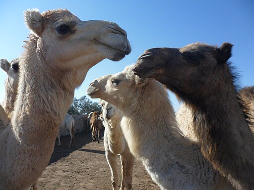 Camels