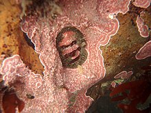 Camouflaged chiton.jpg