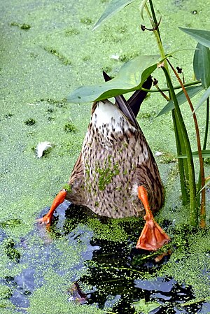 Canard Colvert 02.jpg