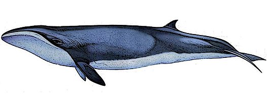 Baleine franche naine (Caperea marginata)