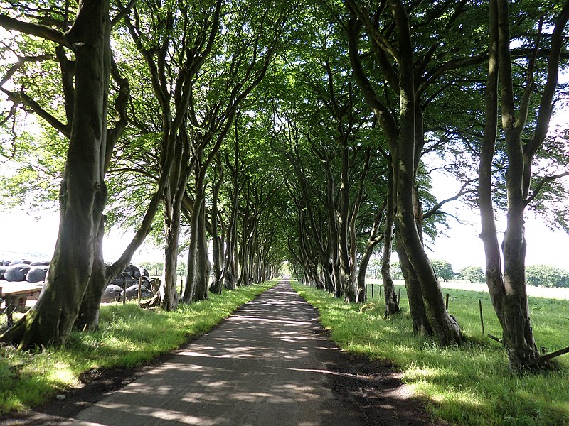 File:Caplaw Farm beech trees shelter belt, East Renfrewshire, Scotland.jpg