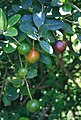 Capparis tomentosa