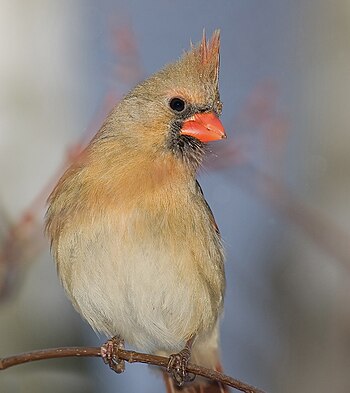 English: female northern cardinal