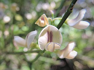 <i>Carmichaelia exsul</i> Species of legume