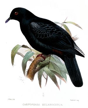 Black fruit pigeon