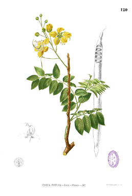 Ілюстрація з книги Flora de Filipinas