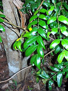 Cassia Marksiana - Coffs.jpg 