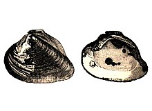 Castalia ambigua Lamarck, 1819 by A. Formica Corsi in 1899.jpg