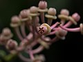 * Nomination Neotropical blueberries (Cavendishia grandifolia) at the New York Botanical Garden. --Rhododendrites 04:19, 15 May 2018 (UTC) * Promotion  Support Works because just one's in focus --Daniel Case 00:47, 22 May 2018 (UTC)