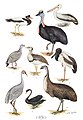 Australia's Largest Birds