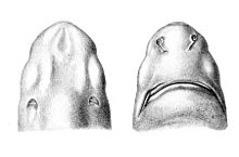 Голова белоглазой колючей акулы (вид сверху и снизу)