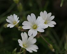 Cerastium arvense ENBLA01.JPG