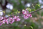 Thumbnail for File:Cercis canadensis - 49631227443.jpg