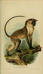 Gambar mini seharga Mangabey Sungai Tana