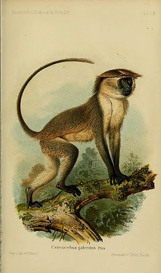 <span class="mw-page-title-main">Tana River mangabey</span> Species of Old World monkey