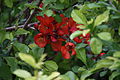 Chaenomeles japonica - Japaninruusukvitteni, Japanese Quince, Jaapani ebaküdoonia C IMG 7703.JPG