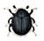 Coleoptera: Généralité, Diversité, Anatomie externe