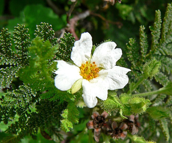 File:Chamaebatia foliolosa 2.jpg