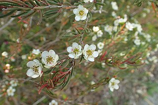 <i>Chamelaucium axillare</i> Species of flowering plant