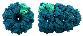 Protéine: Étymologie, Histoire de la découverte, Biochimie