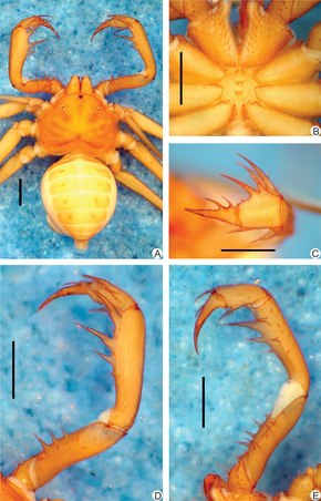 Bildebeskrivelse Charinus brescoviti (10.1371-journal.pone.0148277) Figur 1.tiff.