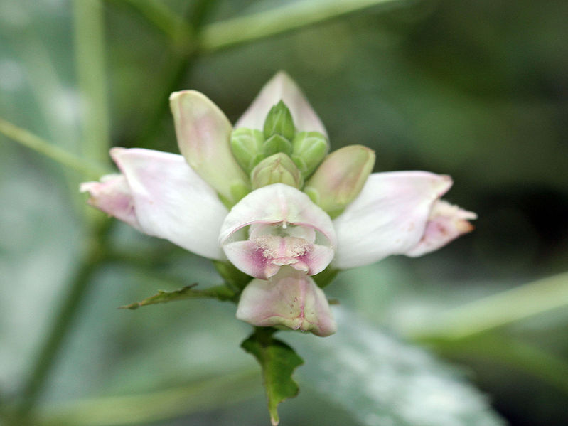 File:Chelone glabra SCA-6094.jpg