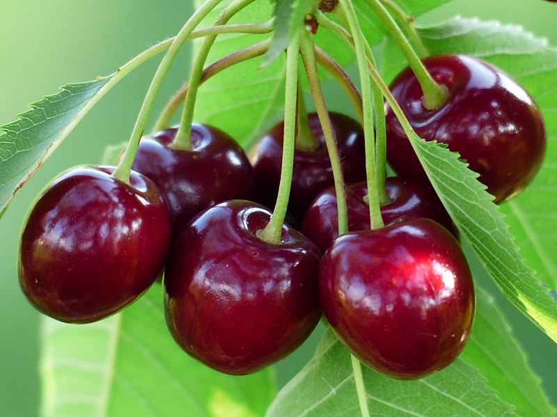 File:Cherry sweet cherry red fruit 167341.jpg