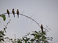 Chestnut-headed Bee-eater - Merops leschenaulti - DSC03162.jpg