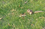 Миниатюра для Файл:Chipmunk at grass field.jpg