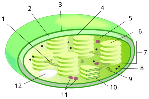 البلاستيدات الخضراء: 1 صفيحة 2 جزء بين الغشائين 3 غشاء خارجي 4 غشاء داخلي 5 ستروما 6 جرانا 7 جرانم 8 رايبوسوم 9 الحمض النووي 10 ثايلاكويد 11 نشا 12 كرة دهون