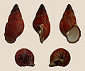 * Nomination Shell of a Philippine land snail, Chrysallis aspera melanogaster --Llez 00:39, 1 February 2015 (UTC) * Promotion Good quality. --Hubertl 00:55, 1 February 2015 (UTC)