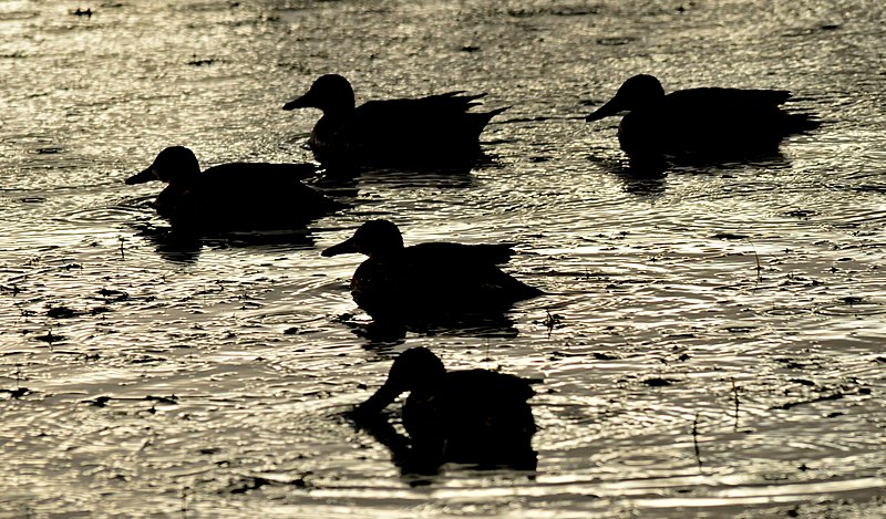 File:Cinnamon Teal Sillouhettes Seedskadee NWR 01 (15091700881).jpg