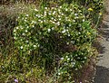 Cistus monspeliensis, Macizo de Teno, Tenerife