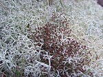 Cladonia portentosa fertile Jymm.jpg