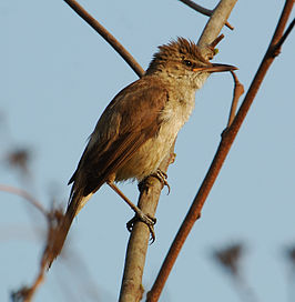 Indische karekiet (Acrocephalus stentoreus)