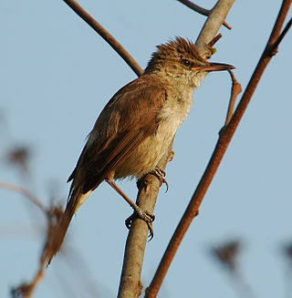 <span class="mw-page-title-main">Clamorous reed warbler</span> Species of bird