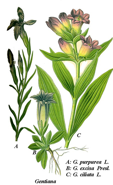 Cleaned-Illustration Gentiana purpurea.jpg