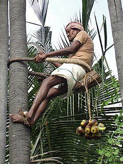 Tree climbing Activity