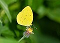 * Nomination Close wing Nectaring posture of Eurema hecabe (Linnaeus, 1758) - Common Grass Yellow --Sandipoutsider 23:55, 18 December 2023 (UTC) * Promotion  Support Good quality. --Νικόλαος Κυριακάκης 14:53, 18 December 2023 (UTC)