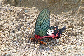 Papilio bootes (Tailed Redbreast) - ventral