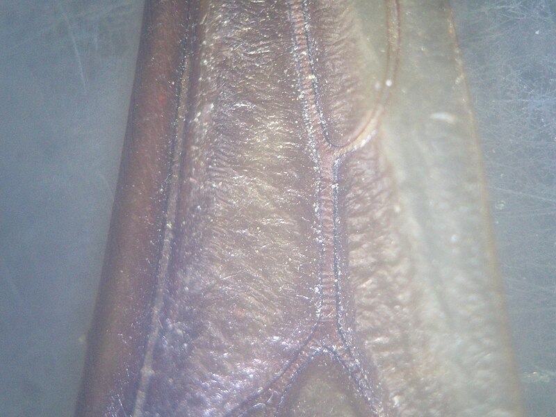 File:Cockroach wing detail.JPG