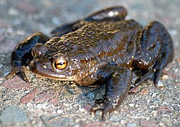 Ici, un Crapaud commun attend la tombée de la nuit, marron et orange, pustuleux mais heureux..