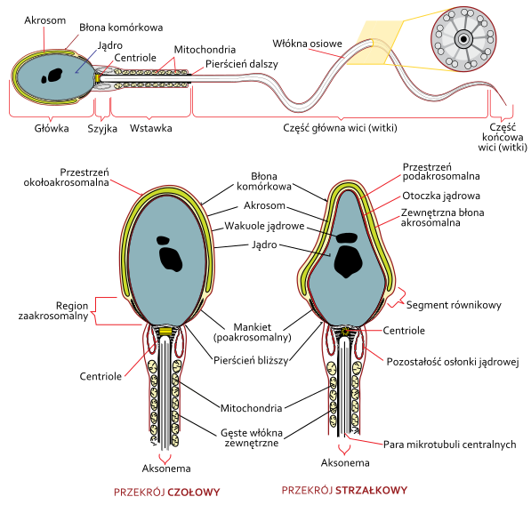 File:Complete diagram of a human spermatozoa pl.svg