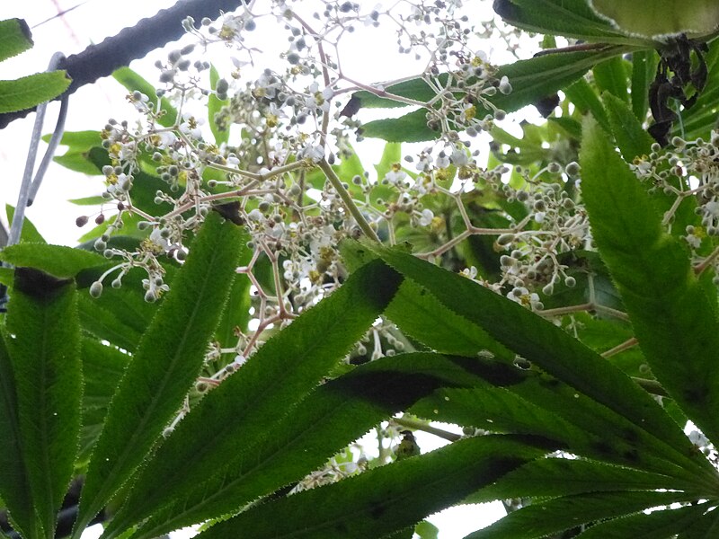 File:Conservatoire du bégonia 2015. Begonia luxurians 03.JPG