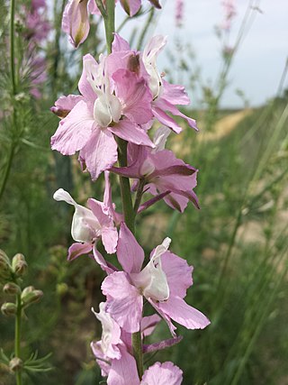 <i>Consolida</i> Genus of flowering plants