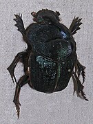 Coprophanaeus ensifer