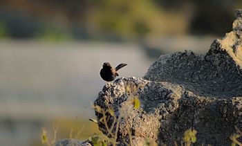 Copsychus fulicatus, Rajasthan 1.jpg